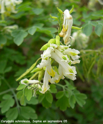 Pseudofumaria alba ssp. acaulis