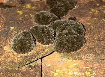 Grimmia laevigata