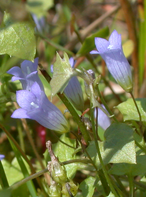 Wahlenbergia_hederacea_040727_TS.png